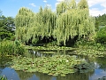 28 Giverny waterlillies